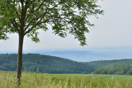 在德国, Pfalz 在模糊的森林山风景前面的罗恩树