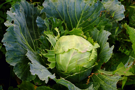 甘蓝(洋白菜,卷心菜)  非正式,侮辱>植物人,常用于英式英语  俚>钱,尤