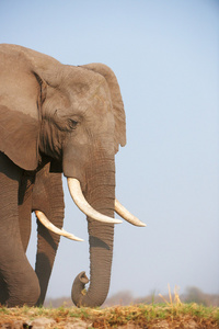 大型非洲象