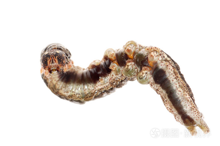 蝴蝶虫幼虫幼虫