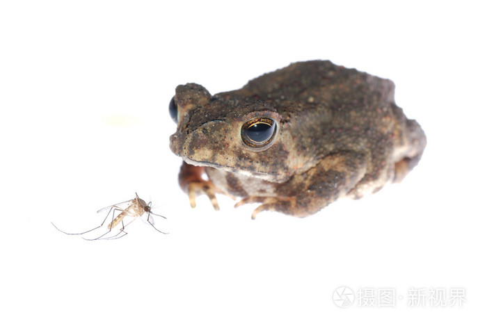 动物蟾蜍看蚊子虫