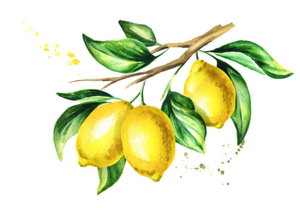 柠檬树枝上有水果和.水彩手绘插画照片