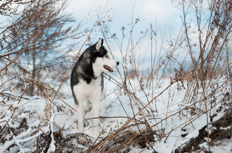 西伯利亚哈士奇猎犬