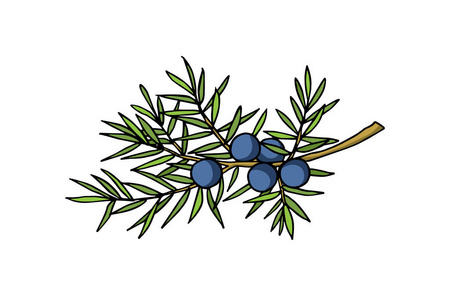 拔木树手拔刺柏树枝照片