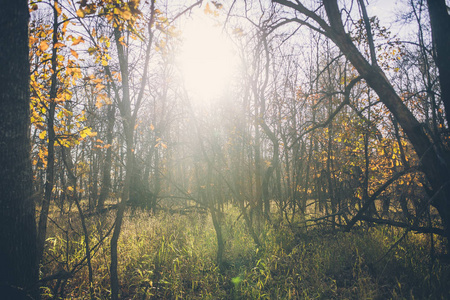 秋天的树林，在晴朗的一天
