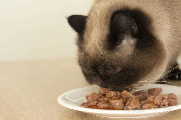 猫吃盘子里的食物特写