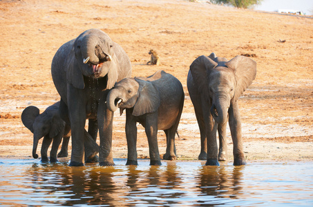 大批非洲象