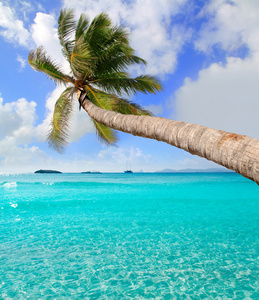 伊热带完美海滩棕榈树