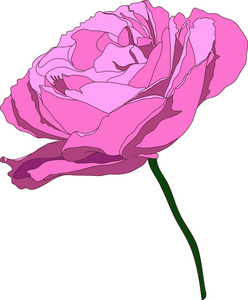 玫瑰样本。 细茎上娇嫩的紫色花蕾。