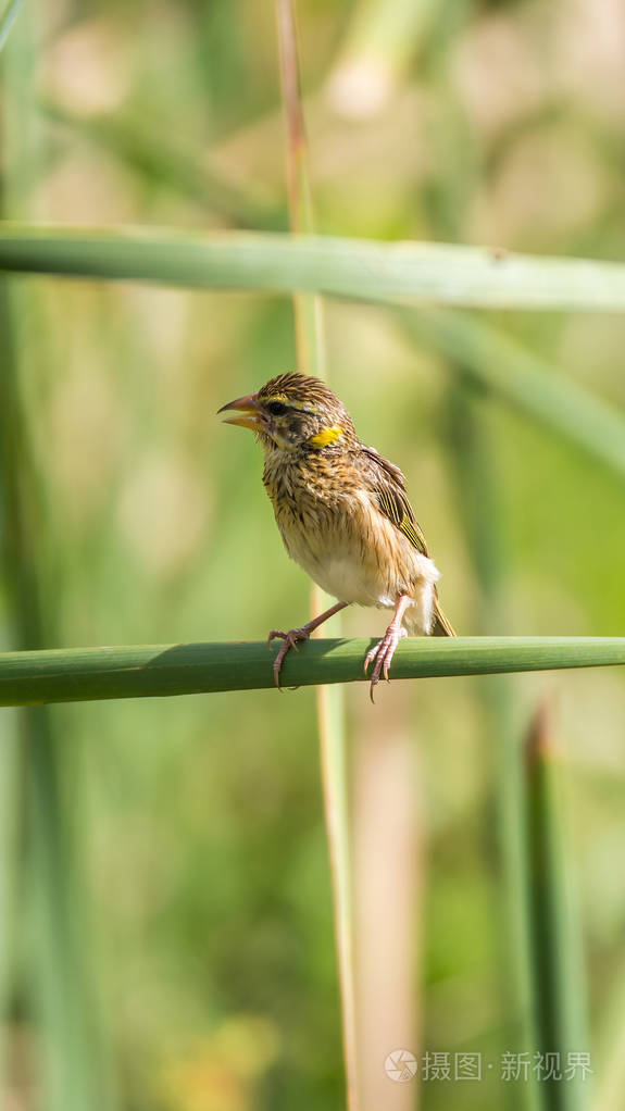 鸟(有条纹的织布) 在自然野生的树上