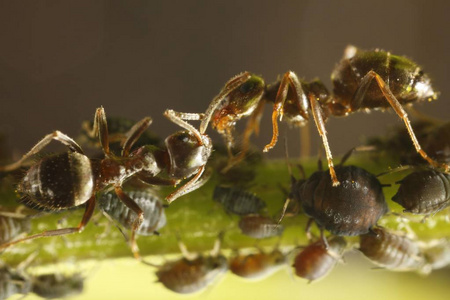 蚂蚁和蚜虫 蚜科, 近距离射击蚂蚁