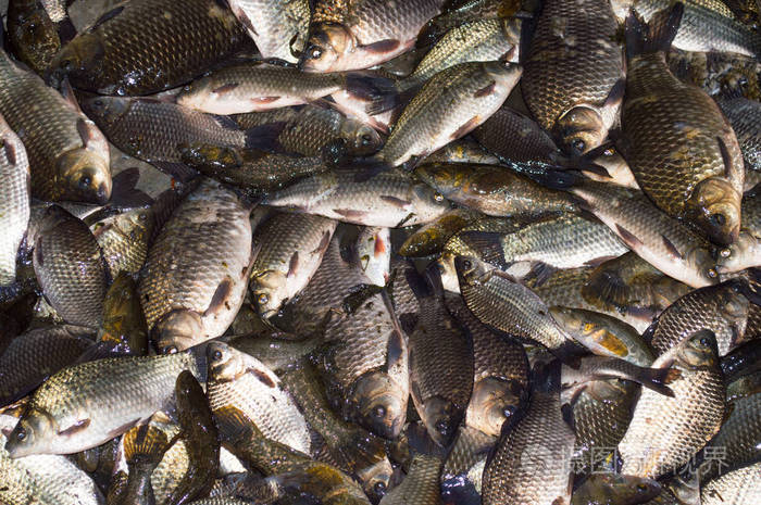 很多大鱼鲫鱼