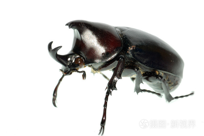 犀牛大力神甲虫