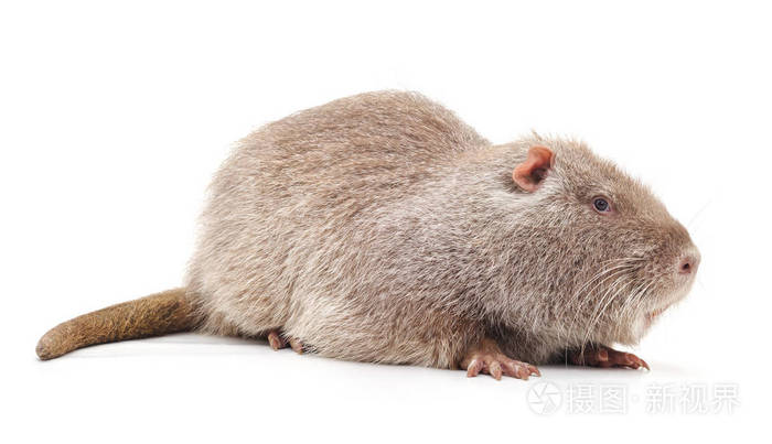 一个大的海狸鼠