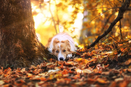 森林里的黄白狗