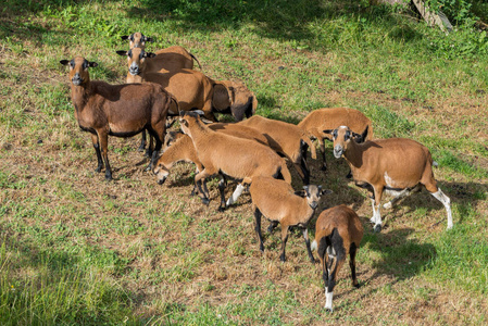 喀麦隆羊在草地上