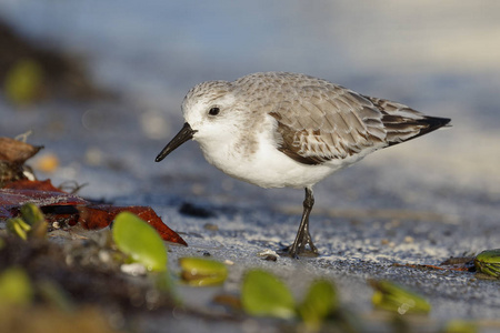 Sanderling 觅食的海滩雪松的关键, 佛罗里达州