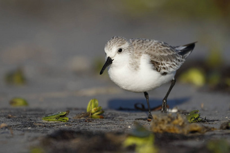 Sanderling 觅食的海滩雪松的关键, 佛罗里达州