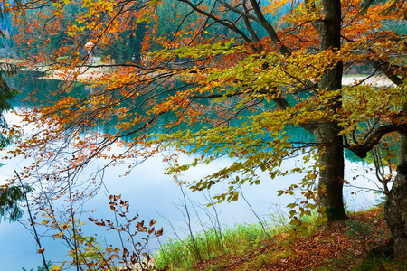 秋树和锡尼维尔湖