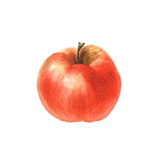 植物水彩插图的孤立的白色背景上的红苹果