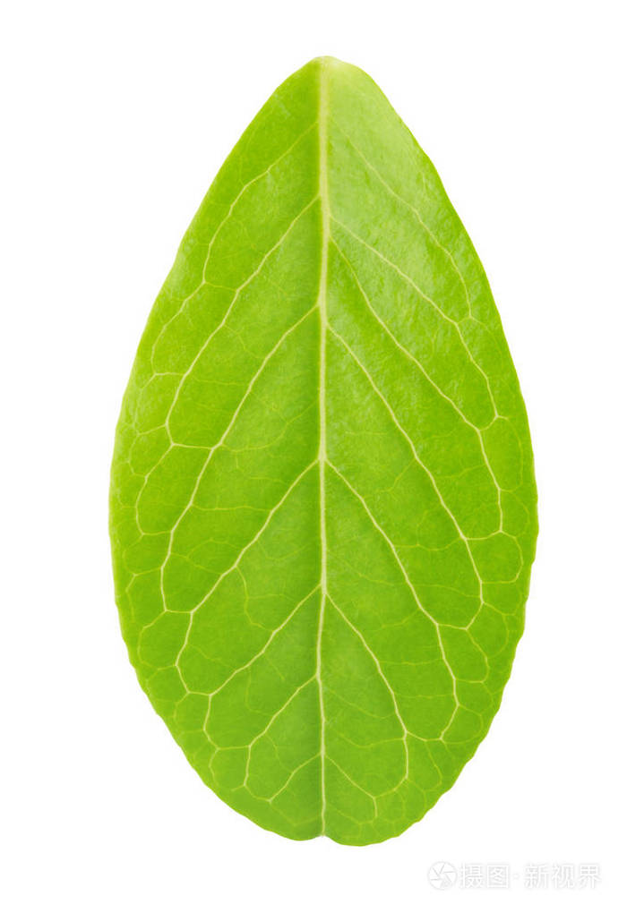 橘叶在白色上被隔离