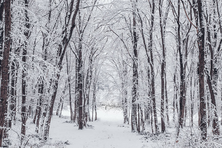 冬天森林结冰的树。雪林冬季景观