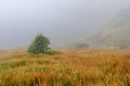 斯洛伐克 tatra 湿山区的晨雾