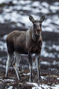 麋鹿或驼鹿，驼鹿，关于在挪威多夫勒