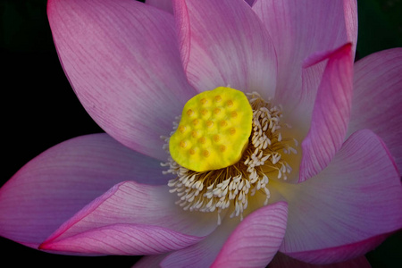 花园里的莲花花