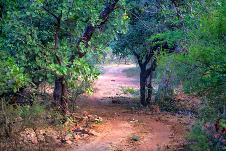 印度伦塔波尔的风景。道路和森林
