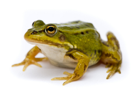 拉娜埃斯库塔。 绿色欧洲或水青蛙在白色背景上