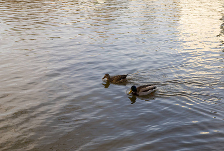 在春天的日子里, 德雷克和鸭子在平静的水中并排游动。
