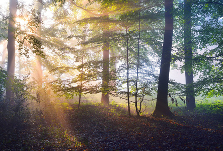 雾蒙蒙的森林中的阳光