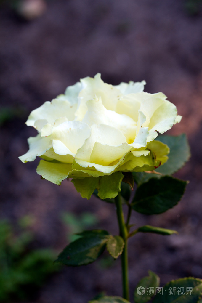 花园里灌木丛上的玫瑰