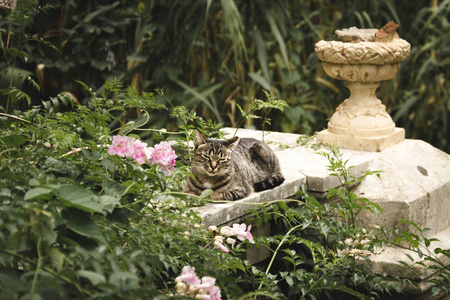蓬松的条纹的猫放松对野生花园栏杆