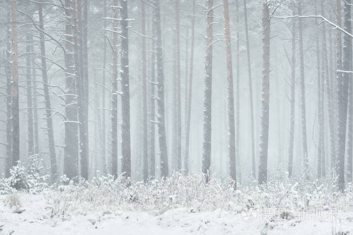 在白雪皑皑的松林冬季仙境