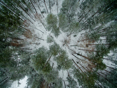 冬季森林。视图。照片是用无人驾驶飞机拍摄的。雪中的松树和冷杉林