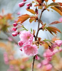 日本樱花