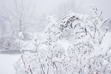 白色背景下的白雪皑皑的树枝。寒冷植物的冬季模式
