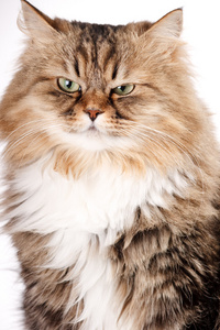 西伯利亚猫的肖像