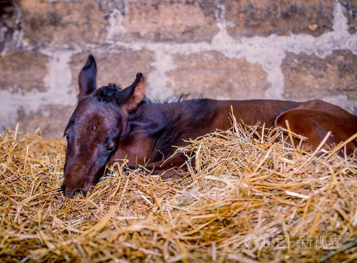 一匹刚出生的小马驹在稻草上睡觉