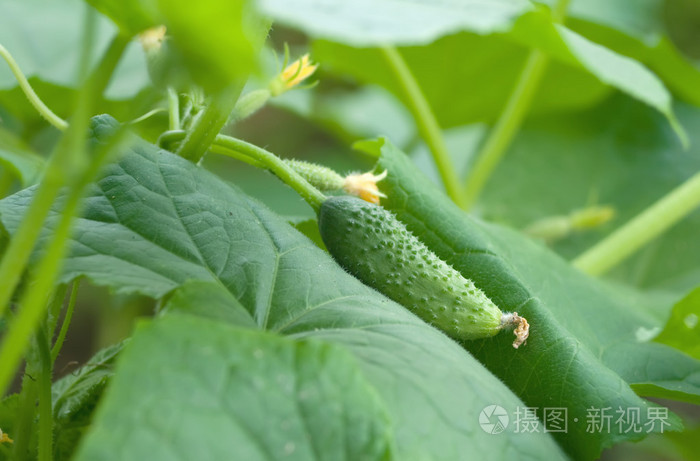 黄瓜 胡瓜照片 正版商用图片03hbyp 摄图新视界