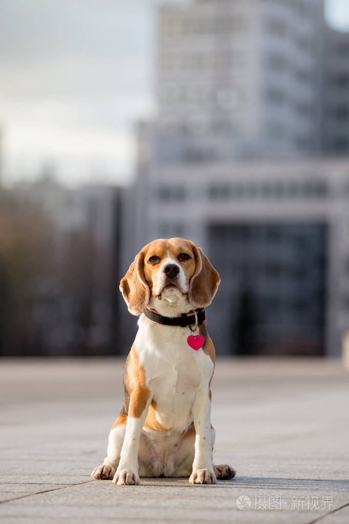 美丽的猎犬犬品种