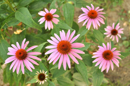 松果菊属植物，紫锥菊类似雏菊，据信有助于身体自愈及抗感染