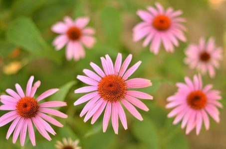 松果菊属植物，紫锥菊类似雏菊，据信有助于身体自愈及抗感染