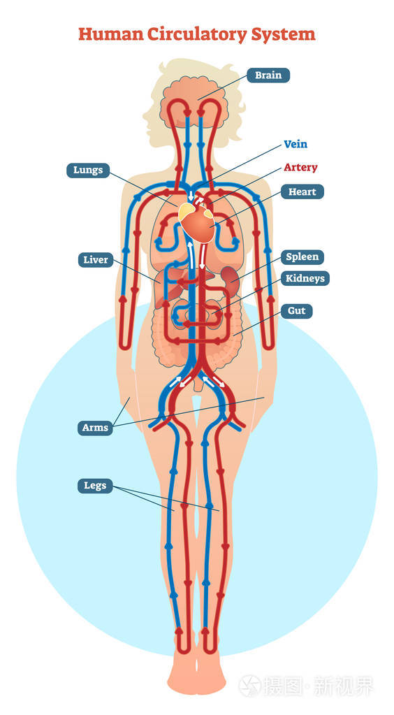 鲨鱼油含有大量不饱和脂肪酸,如-3脂肪酸,它们可以帮助人体消除脂肪