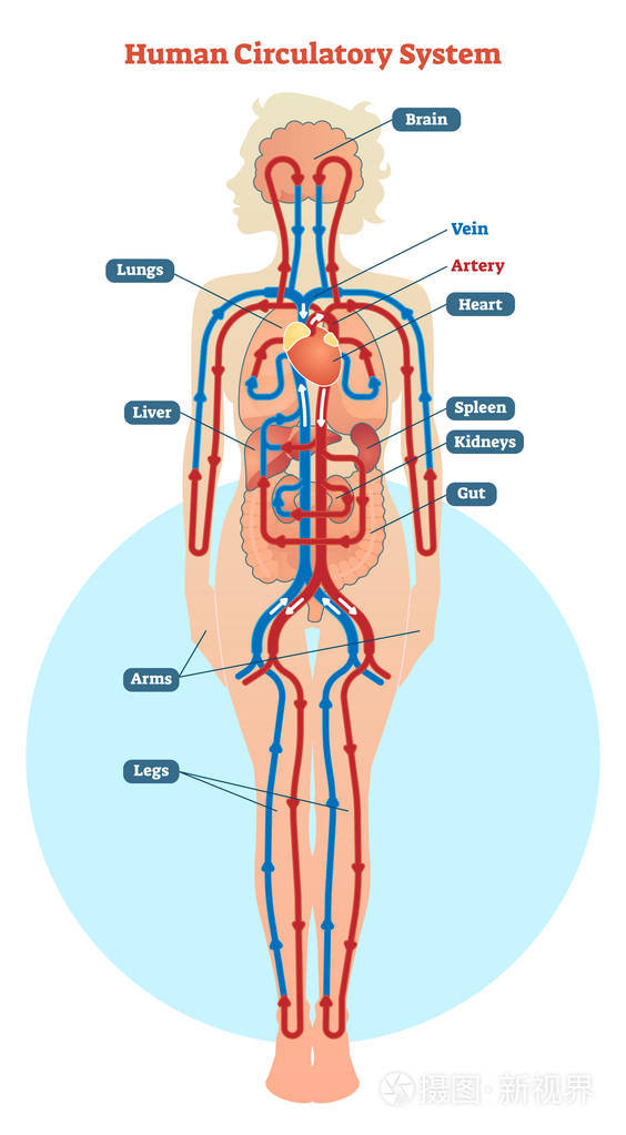 人体循环系统矢量图解图,血管方案