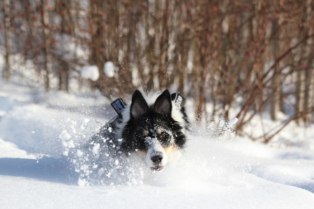 雪中的边境牧羊犬