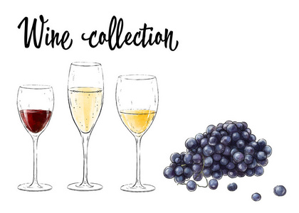 三杯葡萄酒和葡萄簇在白色背景上分离。葡萄酒收藏品。矢量插图