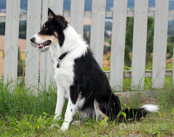 边境牧羊犬等待
